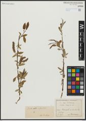 Foto von Salix alba L. x Salix fragilis L.